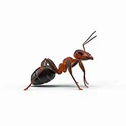 Sheffield Pest Controls ants