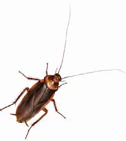 Sheffield Pest Controls roaches