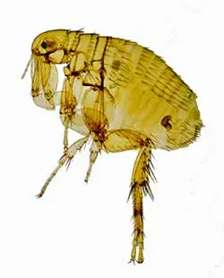 Sheffield Pest Controls fleas