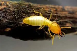 Sheffield Pest controls termites