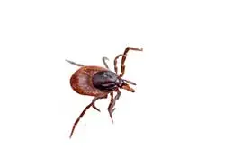 Sheffield Pest Controls ticks